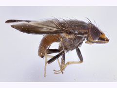 Cephaloconus tenebrosus