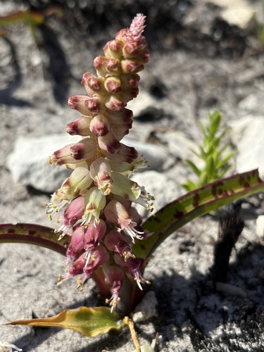 Image of Lachenalia lutzeyeri by (c) Charleen Brunke, some rights reserved (CC BY)