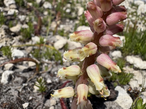 Image of Lachenalia lutzeyeri by (c) Charleen Brunke, some rights reserved (CC BY)