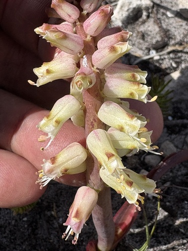 Image of Lachenalia lutzeyeri by (c) Charleen Brunke, some rights reserved (CC BY)