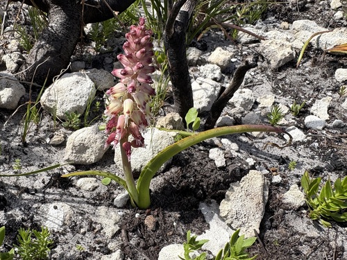 Grootbos Viooltjie (Lachenalia lutzeyeri)