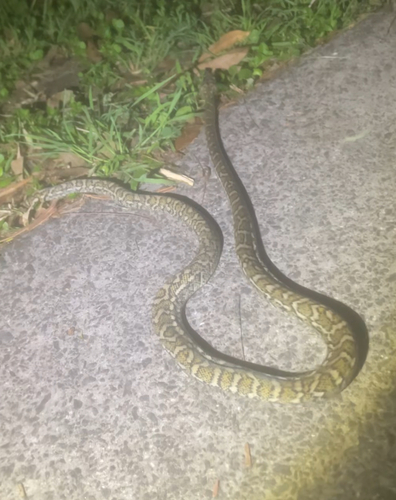 Coastal Carpet Python sighting