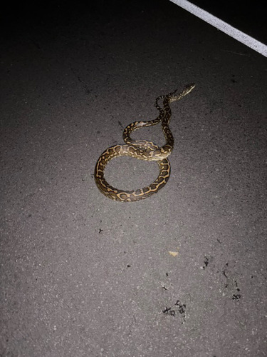 Coastal Carpet Python sighting