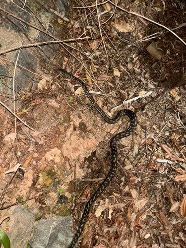 Coastal Carpet Python sighting