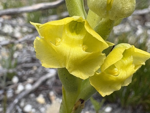 Yellow Chin Bonnet (Pterygodium afrum)