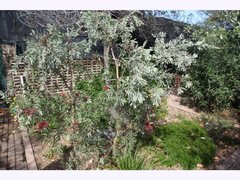 Melaleuca nervosa