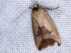 Ageletha hemiteles