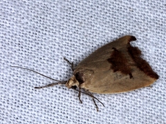 Ageletha hemiteles