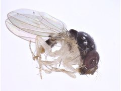 Mycodrosophila aqua