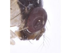 Mycodrosophila aqua