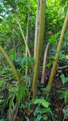 Angiopteris evecta observed 2024-11-16