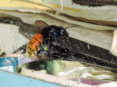 Eufriesea mexicana
