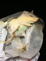 Onychomys torridus