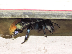 Eufriesea mexicana