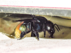 Eufriesea mexicana