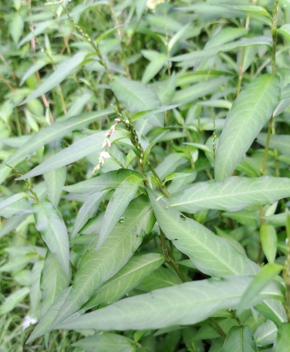 Tasteless water-pepper (Persicaria mitis)