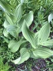 Veratrum viride