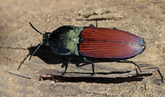 Chalcolepidius rubripennis