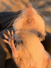 Perognathus longimembris