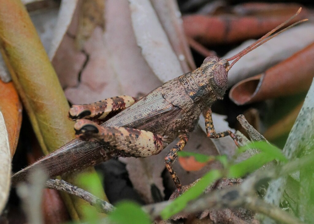 Stenocrobylus cervinus