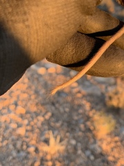 Perognathus longimembris