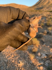 Perognathus longimembris