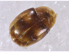 Corylophidae