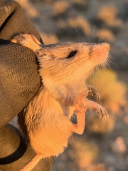 Perognathus longimembris