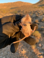 Perognathus longimembris