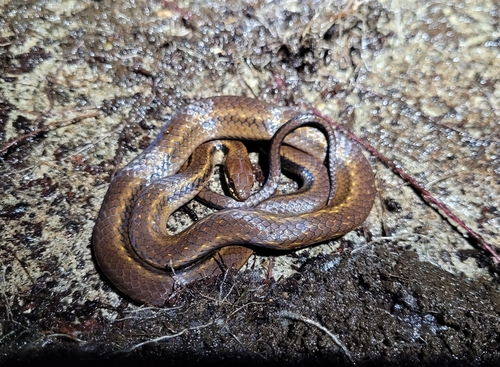 Photo of a Saphenophis Snake (Saphenophis sneiderni)