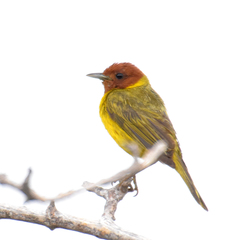 Setophaga petechia castaneiceps