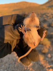 Perognathus longimembris