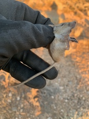 Perognathus longimembris
