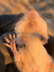 Perognathus longimembris