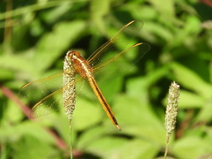 Libellula needhami