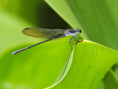 Argia tezpi