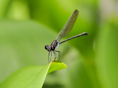 Argia tezpi