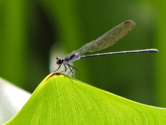 Argia tezpi