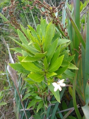 Scaevola chamissoniana