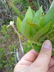 Scaevola chamissoniana