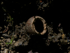 Muscardinus avellanarius