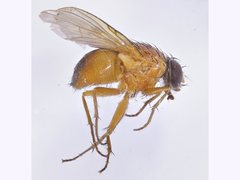 Dichaetomyia