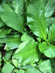 Lysichiton camtschatcensis