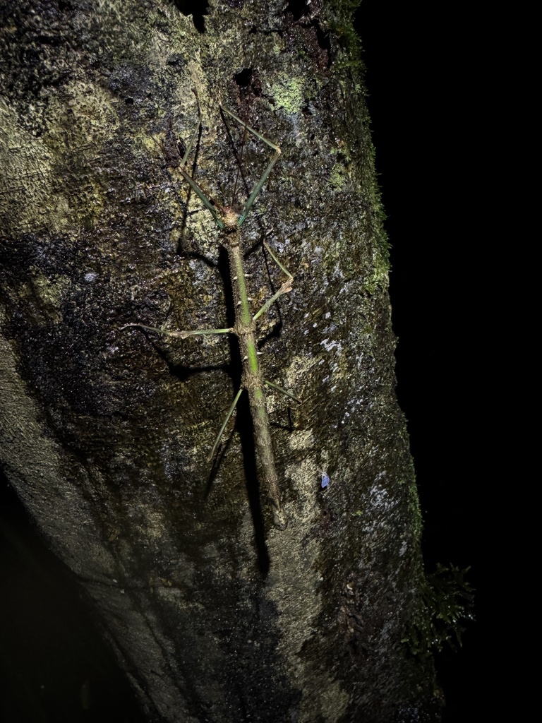 stick insect