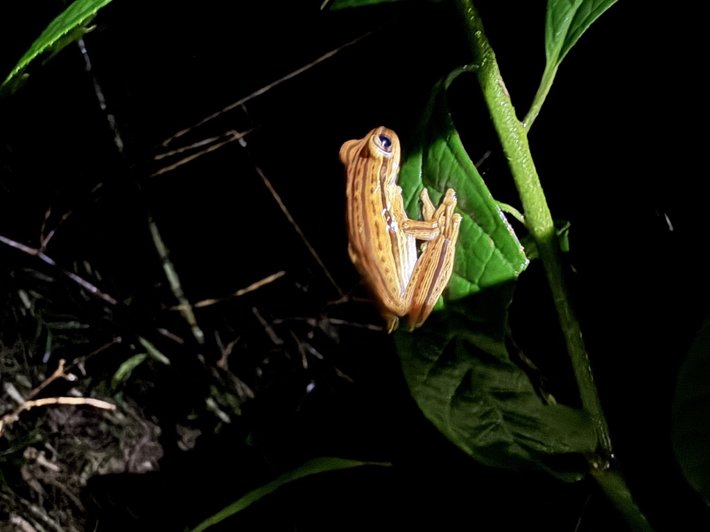 Cope's Eastern Paraguay Treefrog