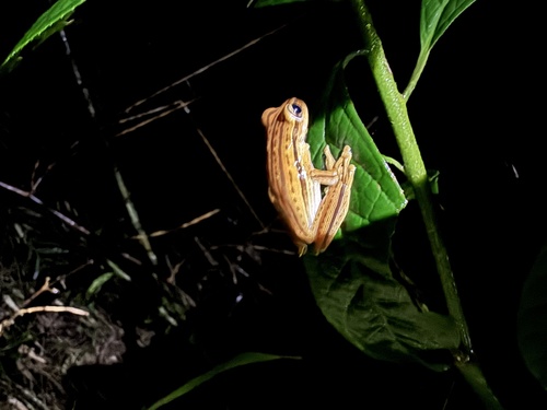 Cope's Eastern Paraguay Treefrog, Boana polytaenia