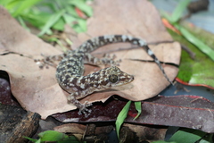 Phyllodactylus