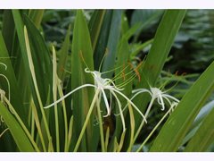 Hymenocallis caribaea