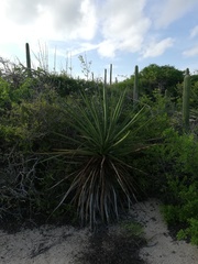 Agave karwinskii