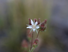 Horkeliella congdonis